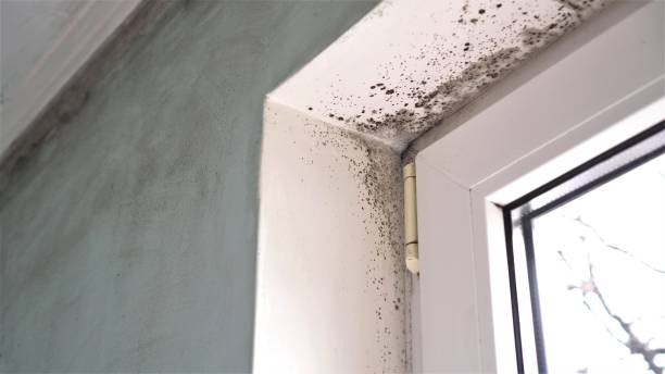 Best Emergency Mold Remediation  in Huntington, TX