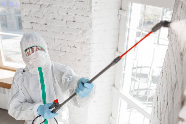 Best Basement Mold Removal  in Huntington, TX