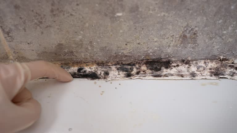 Best HVAC Mold Inspection and Cleaning  in Huntington, TX